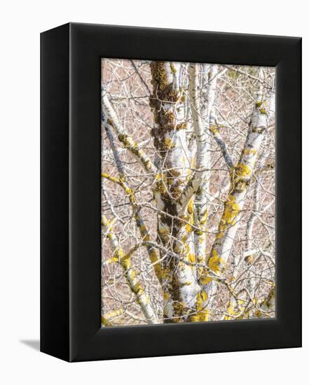 USA, Washington State, Bellevue, Birch tree with lichen early spring-Sylvia Gulin-Framed Premier Image Canvas