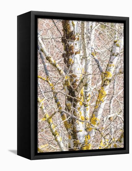 USA, Washington State, Bellevue, Birch tree with lichen early spring-Sylvia Gulin-Framed Premier Image Canvas