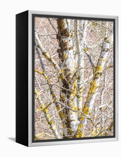 USA, Washington State, Bellevue, Birch tree with lichen early spring-Sylvia Gulin-Framed Premier Image Canvas