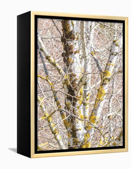 USA, Washington State, Bellevue, Birch tree with lichen early spring-Sylvia Gulin-Framed Premier Image Canvas