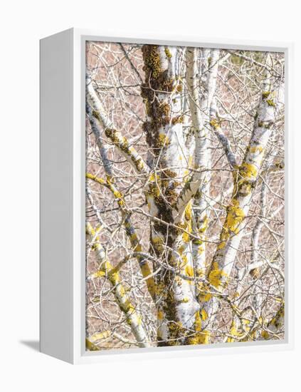 USA, Washington State, Bellevue, Birch tree with lichen early spring-Sylvia Gulin-Framed Premier Image Canvas