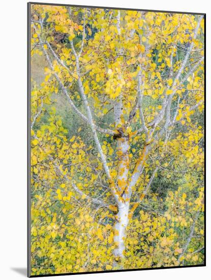 USA, Washington State, Bellevue birch trees with golden fall colors-Sylvia Gulin-Mounted Photographic Print
