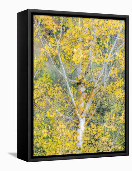 USA, Washington State, Bellevue birch trees with golden fall colors-Sylvia Gulin-Framed Premier Image Canvas