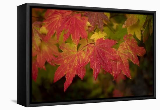 Usa, Washington State, Bellevue. Dewdrops on red and yellow leaves of maple tree in autumn./n-Merrill Images-Framed Premier Image Canvas