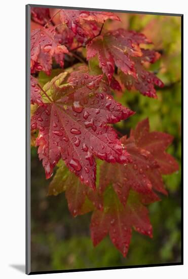 USA, Washington State, Bellevue. Dewdrops on red and yellow leaves of maple tree in autumn.-Merrill Images-Mounted Photographic Print