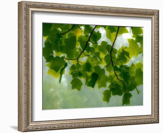 USA, Washington State, Bellevue Ginkgo Tree green leaves-Sylvia Gulin-Framed Photographic Print