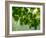 USA, Washington State, Bellevue Ginkgo Tree green leaves-Sylvia Gulin-Framed Photographic Print