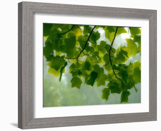 USA, Washington State, Bellevue Ginkgo Tree green leaves-Sylvia Gulin-Framed Photographic Print