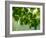 USA, Washington State, Bellevue Ginkgo Tree green leaves-Sylvia Gulin-Framed Photographic Print