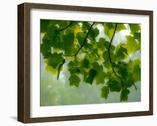 USA, Washington State, Bellevue Ginkgo Tree green leaves-Sylvia Gulin-Framed Photographic Print