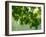 USA, Washington State, Bellevue Ginkgo Tree green leaves-Sylvia Gulin-Framed Photographic Print