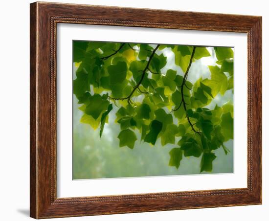 USA, Washington State, Bellevue Ginkgo Tree green leaves-Sylvia Gulin-Framed Photographic Print