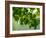 USA, Washington State, Bellevue Ginkgo Tree green leaves-Sylvia Gulin-Framed Photographic Print