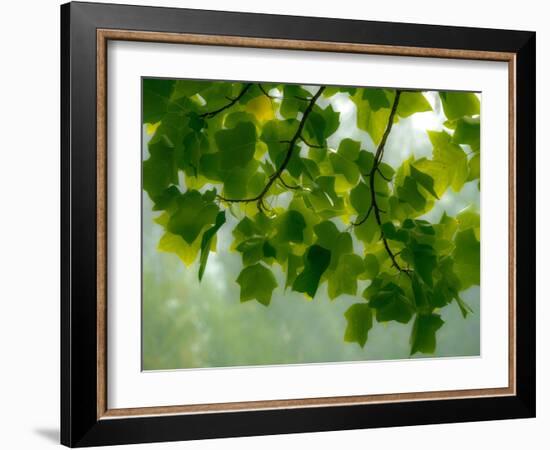 USA, Washington State, Bellevue Ginkgo Tree green leaves-Sylvia Gulin-Framed Photographic Print