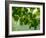 USA, Washington State, Bellevue Ginkgo Tree green leaves-Sylvia Gulin-Framed Photographic Print