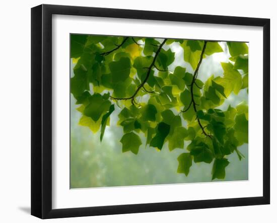 USA, Washington State, Bellevue Ginkgo Tree green leaves-Sylvia Gulin-Framed Photographic Print