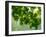 USA, Washington State, Bellevue Ginkgo Tree green leaves-Sylvia Gulin-Framed Photographic Print