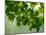 USA, Washington State, Bellevue Ginkgo Tree green leaves-Sylvia Gulin-Mounted Photographic Print