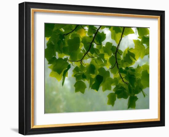 USA, Washington State, Bellevue Ginkgo Tree green leaves-Sylvia Gulin-Framed Photographic Print