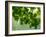 USA, Washington State, Bellevue Ginkgo Tree green leaves-Sylvia Gulin-Framed Photographic Print