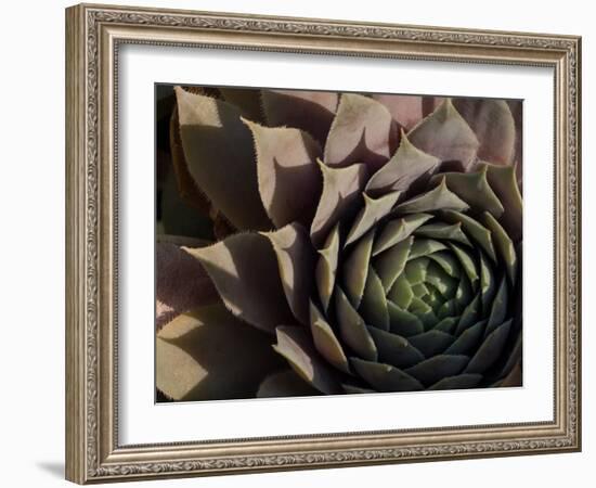 Usa, Washington State, Bellevue. Houseleek 'Bronze Pastel,' also known as Hens-And-Chicks-Merrill Images-Framed Photographic Print