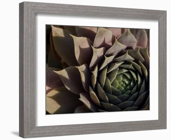 Usa, Washington State, Bellevue. Houseleek 'Bronze Pastel,' also known as Hens-And-Chicks-Merrill Images-Framed Photographic Print