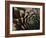 Usa, Washington State, Bellevue. Houseleek 'Bronze Pastel,' also known as Hens-And-Chicks-Merrill Images-Framed Photographic Print