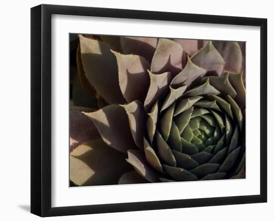 Usa, Washington State, Bellevue. Houseleek 'Bronze Pastel,' also known as Hens-And-Chicks-Merrill Images-Framed Photographic Print