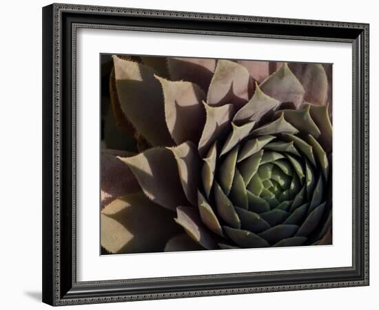 Usa, Washington State, Bellevue. Houseleek 'Bronze Pastel,' also known as Hens-And-Chicks-Merrill Images-Framed Photographic Print