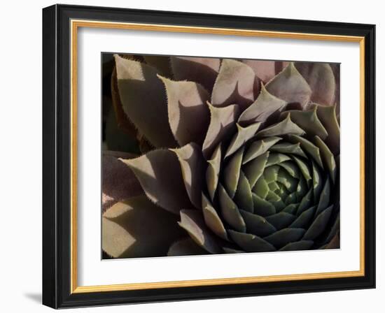 Usa, Washington State, Bellevue. Houseleek 'Bronze Pastel,' also known as Hens-And-Chicks-Merrill Images-Framed Photographic Print