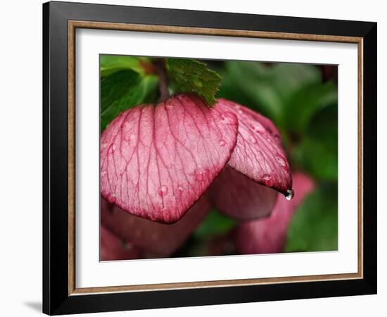 Usa, Washington State, Bellevue. Magenta Lenten rose hellebore flower with raindrops-Merrill Images-Framed Photographic Print