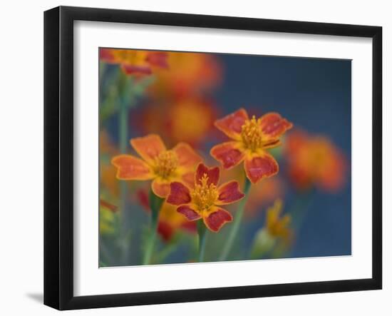 Usa, Washington State, Bellevue. Orange Mexican marigold flowers close-up-Merrill Images-Framed Photographic Print