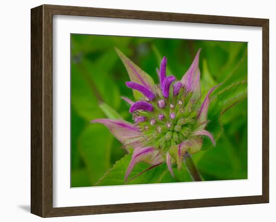 Usa, Washington State, Bellevue. Pink bergamot flower, also known as bee balm close-up-Merrill Images-Framed Photographic Print