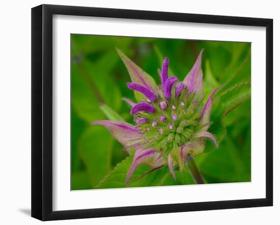 Usa, Washington State, Bellevue. Pink bergamot flower, also known as bee balm close-up-Merrill Images-Framed Photographic Print
