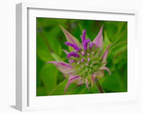 Usa, Washington State, Bellevue. Pink bergamot flower, also known as bee balm close-up-Merrill Images-Framed Photographic Print