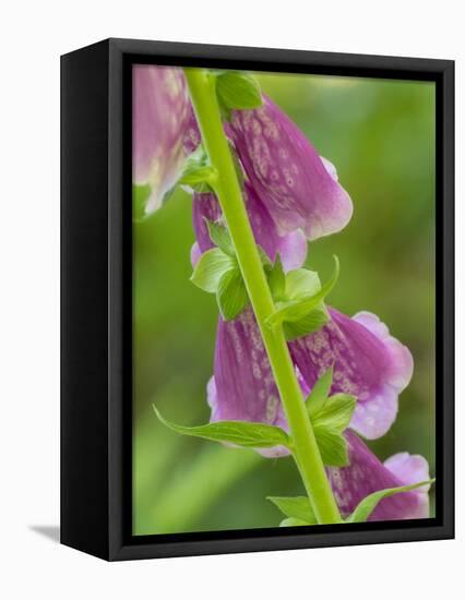 Usa, Washington State, Bellevue. Pink foxglove flower close-up-Merrill Images-Framed Premier Image Canvas