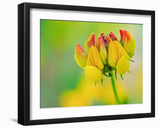 Usa, Washington State, Bellevue. Yellow and orange flower of Bird's Foot Trefoil close-up-Merrill Images-Framed Photographic Print