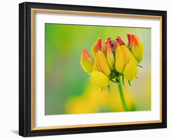 Usa, Washington State, Bellevue. Yellow and orange flower of Bird's Foot Trefoil close-up-Merrill Images-Framed Photographic Print
