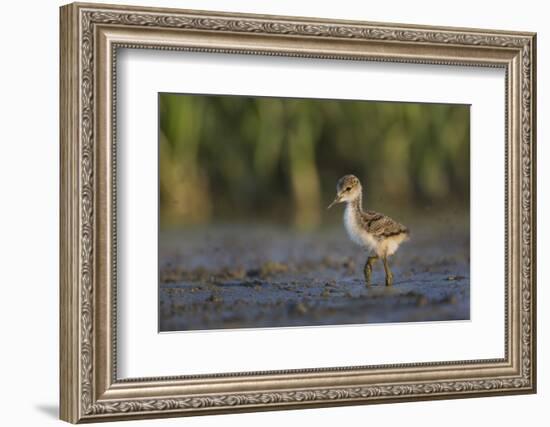 USA. Washington State. Black-necked Stilt chick forages along a lakeshore-Gary Luhm-Framed Photographic Print