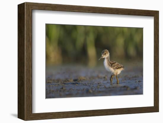 USA. Washington State. Black-necked Stilt chick forages along a lakeshore-Gary Luhm-Framed Photographic Print