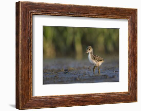 USA. Washington State. Black-necked Stilt chick forages along a lakeshore-Gary Luhm-Framed Photographic Print