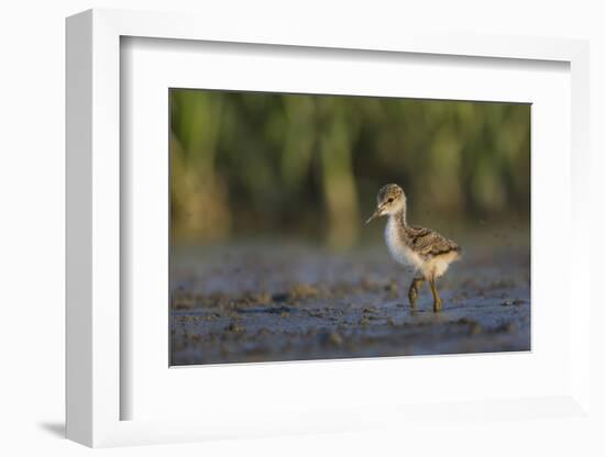 USA. Washington State. Black-necked Stilt chick forages along a lakeshore-Gary Luhm-Framed Photographic Print