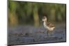 USA. Washington State. Black-necked Stilt chick forages along a lakeshore-Gary Luhm-Mounted Photographic Print