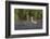 USA. Washington State. Black-necked Stilt chick forages along a lakeshore-Gary Luhm-Framed Photographic Print