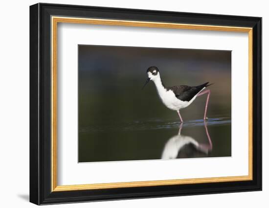 USA, Washington State. Black-necked Stilt forages along a lakeshore-Gary Luhm-Framed Photographic Print