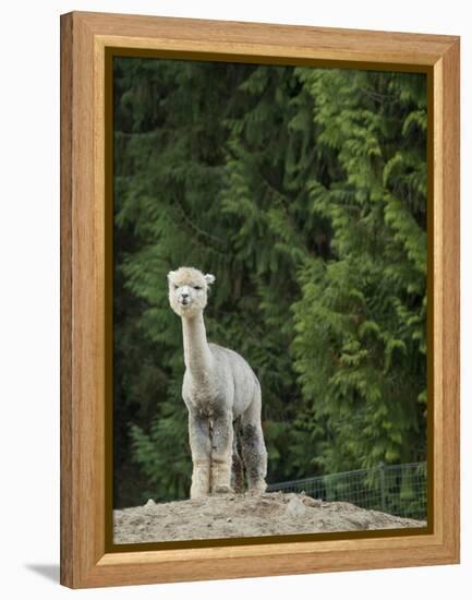 Usa, Washington State, Carnation. Alpaca.-Merrill Images-Framed Premier Image Canvas