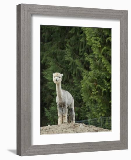 Usa, Washington State, Carnation. Alpaca.-Merrill Images-Framed Photographic Print