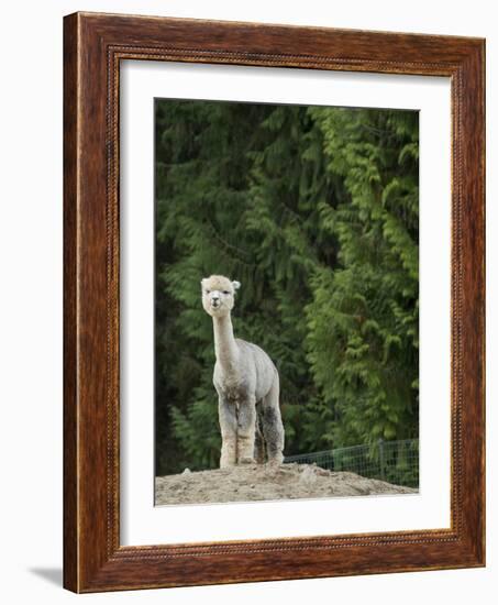 Usa, Washington State, Carnation. Alpaca.-Merrill Images-Framed Photographic Print