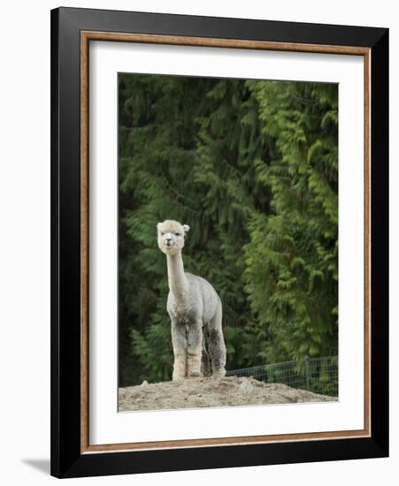 Usa, Washington State, Carnation. Alpaca.-Merrill Images-Framed Photographic Print