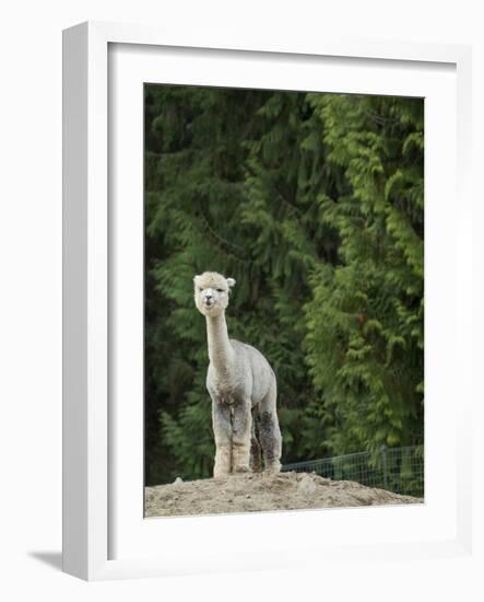 Usa, Washington State, Carnation. Alpaca.-Merrill Images-Framed Photographic Print